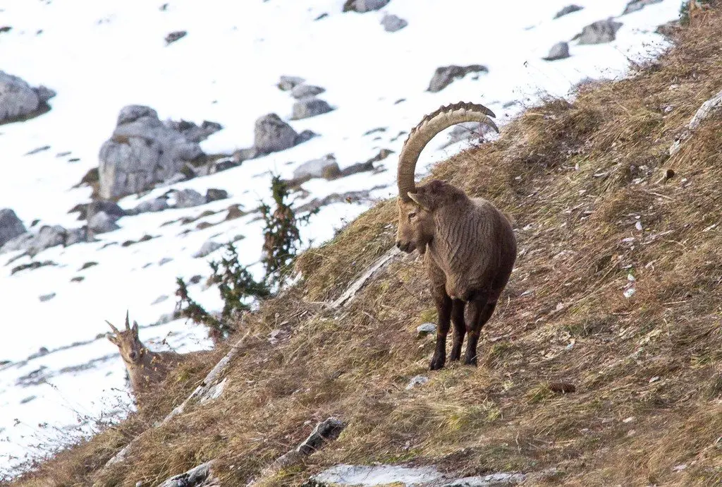 Bouquetins des Alpes photographiés sur les hauteurs du massif du Bargy