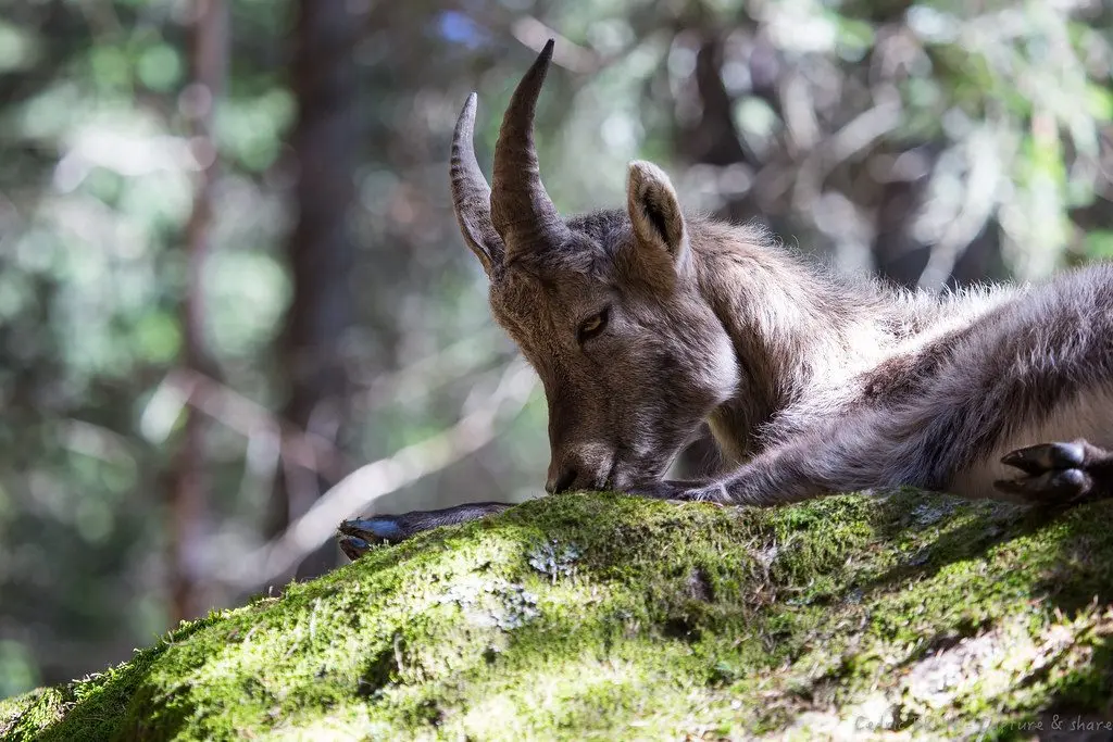 Bouquetin des Alpes au repos sur un rocher couvert de mousse, dans le massif du Bargy
