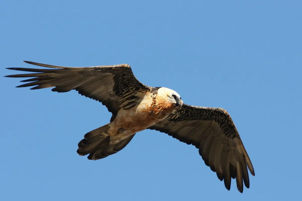 Gypaète barbu en vol, plus grand rapace d'Europe