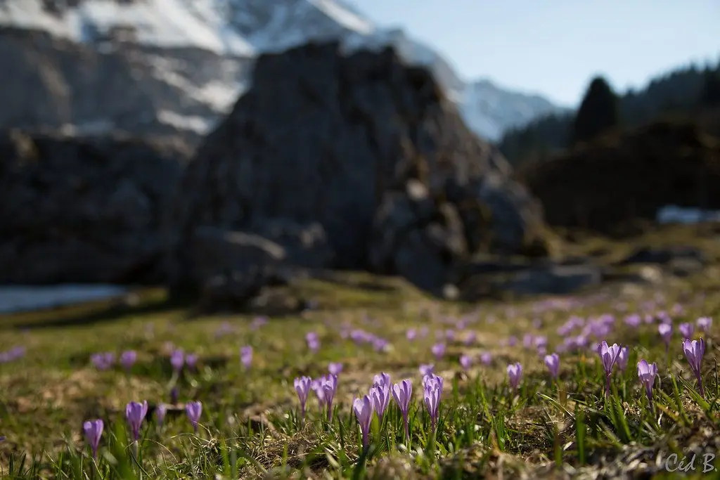 Crocus violets en fleur sur les alpages au printemps, falaises du Bargy en arrière-plan