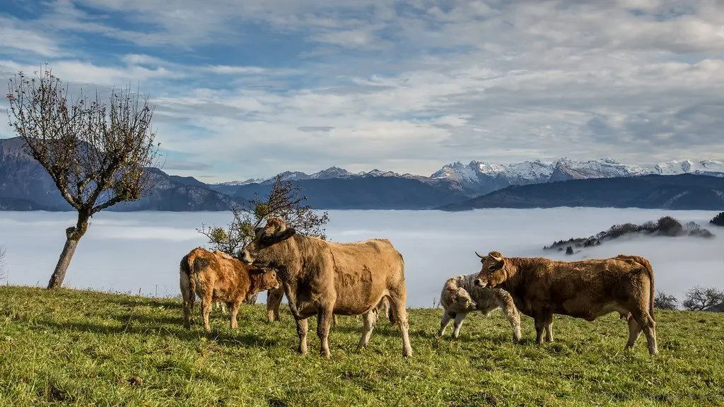 Vaches dans les alpages avec mer de nuages au pied des sommets
