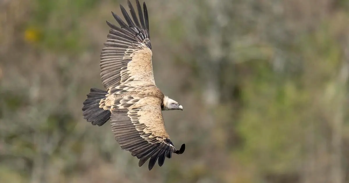 Vautour fauve en vol au-dessus des falaises du Bargy